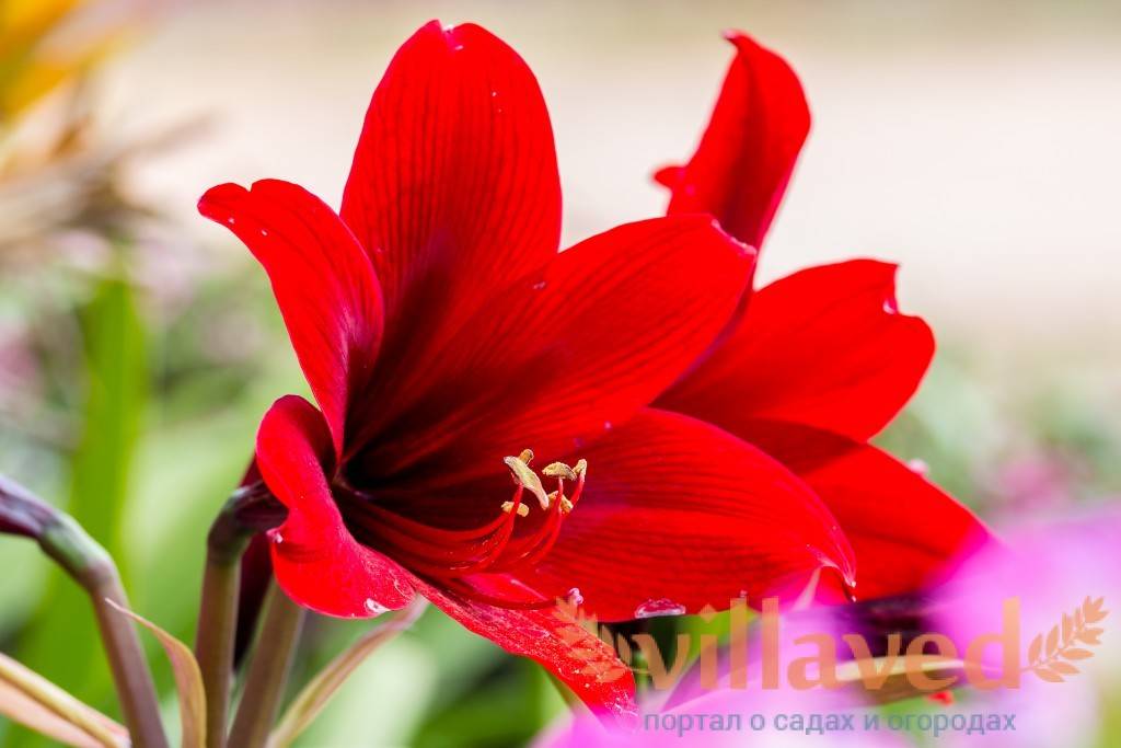 Цветок амариллис уход в домашних условиях во время и после цветения размножение