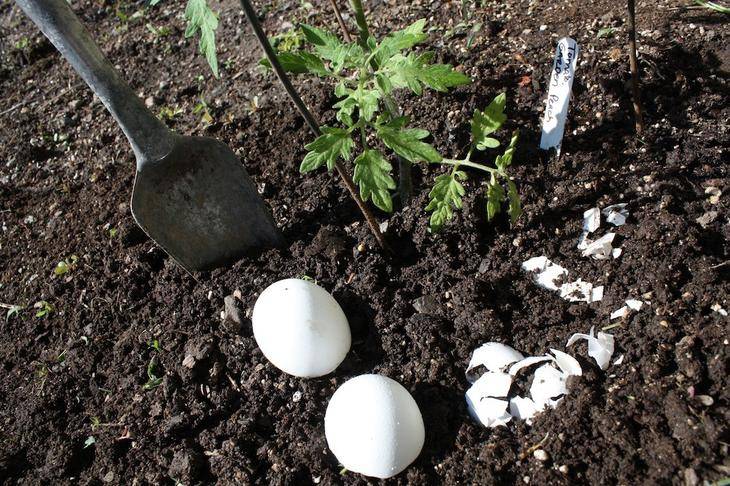 Яичная скорлупа как удобрение для огорода