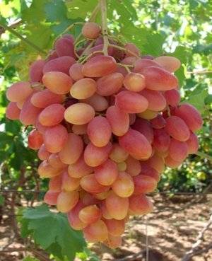 Сорт винограда – преображение: главные характеристики и правила выращивания