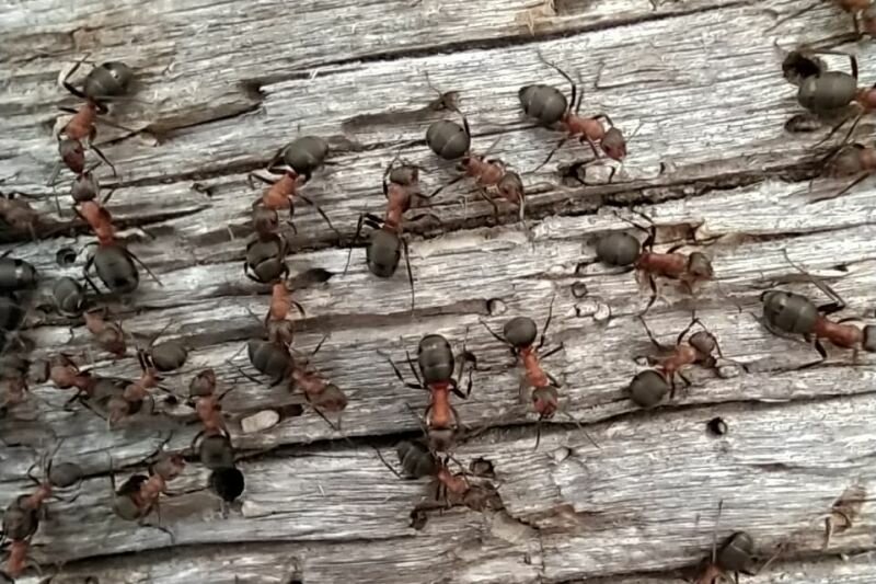Лучшее средство от того, как навсегда избавиться от муравьев на даче и огороде