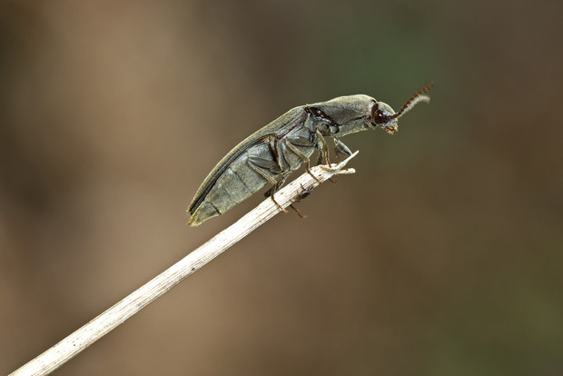 Как избавиться от жука-щелкуна