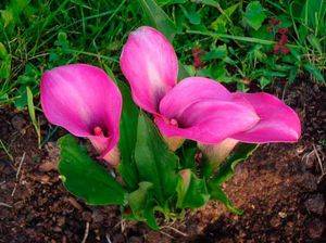 Цветы каллы. выращивание в саду: сроки посадки, особенности ухода