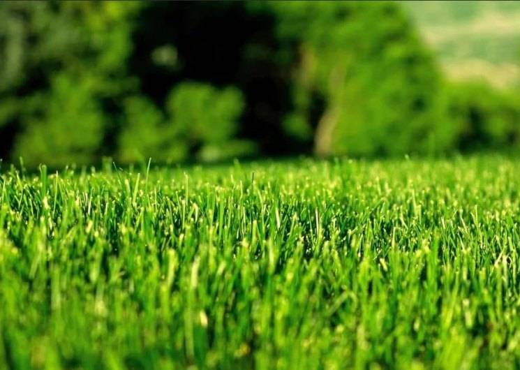 Газон своими руками: какую газонную траву купить, как и когда сеять