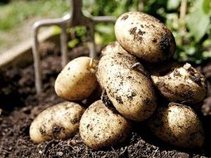 Новые способы посадки картофеля и особенности ухода