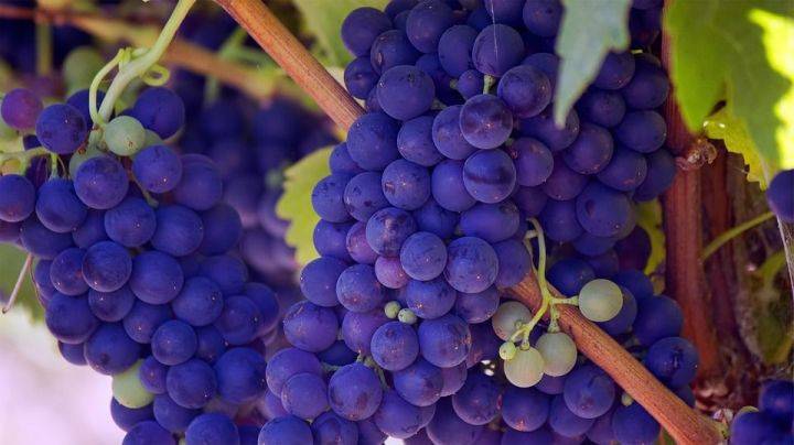 Как и чем укрыть виноград на зиму