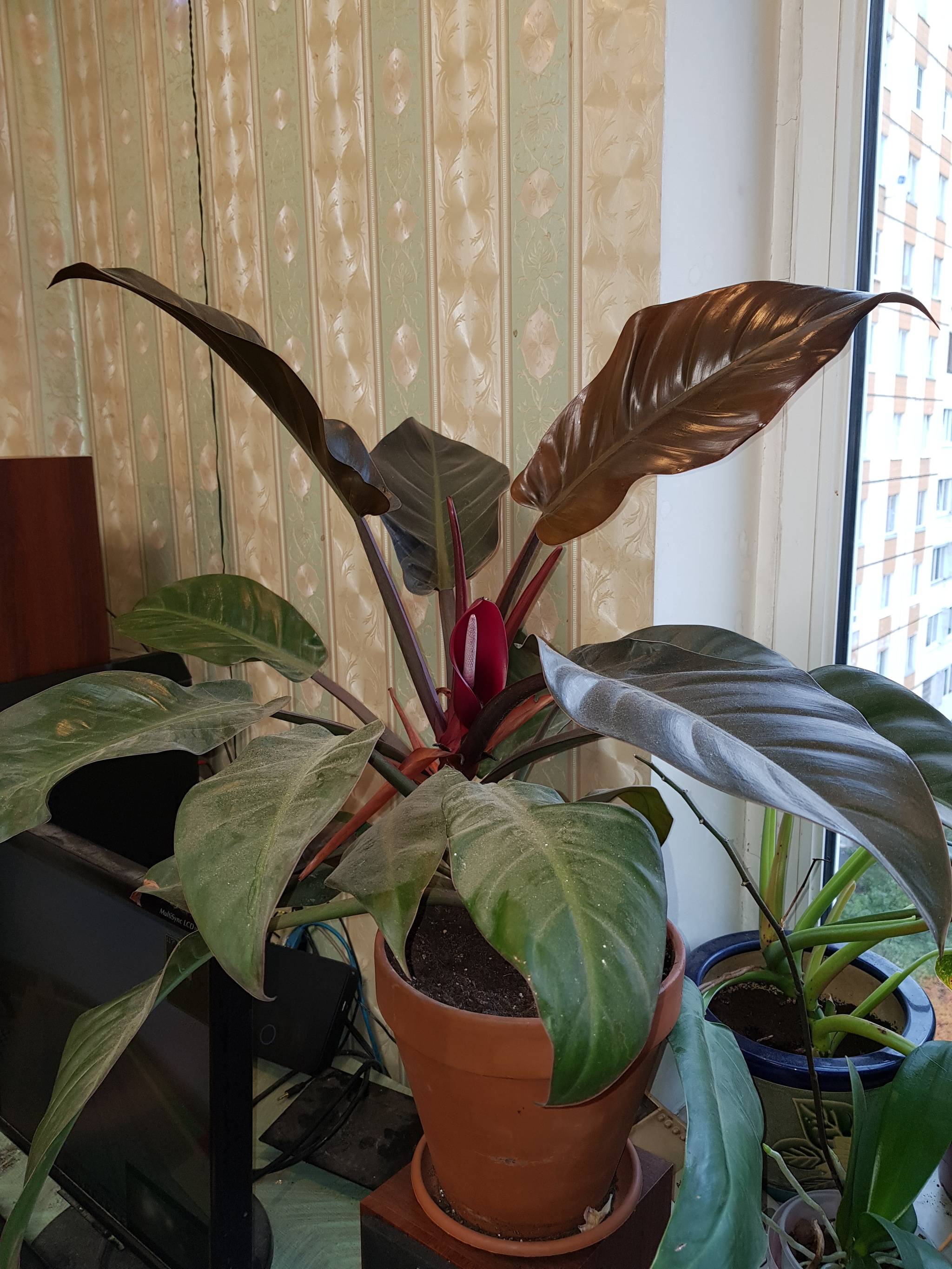 Уход в домашних условиях за комнатным цветком — филодендрон
