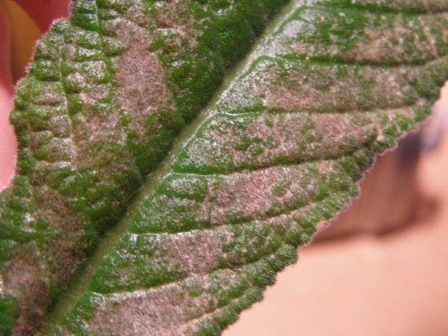 Каким образом лечить спатифиллум при болезнях листьев и как выглядят на фото пораженные участки растения?