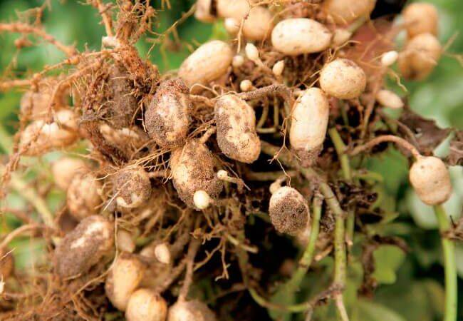 Арахис – выращивание в открытом грунте; как вырастить земляной орех