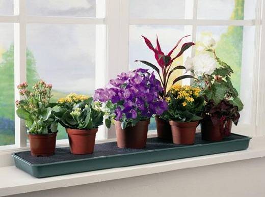 Цветущие комнатные растения, с которыми справится даже новичок