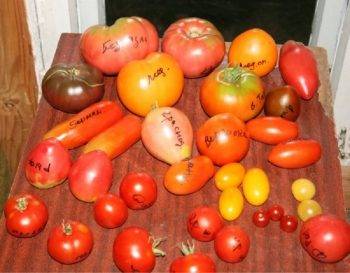 Лучшие сорта томатов для закрытого грунта для урала в теплице
