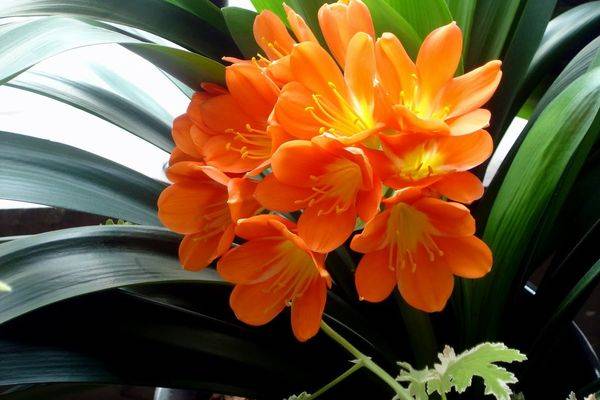 Кливия — уход в домашних условиях, виды и выращивание цветка ?