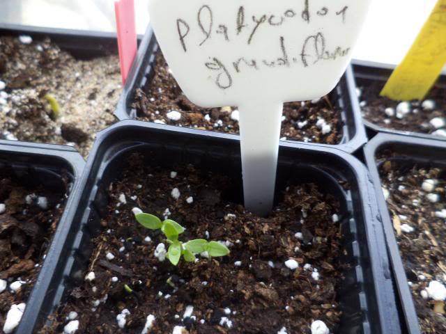 Выращивание платикодона начинается с выбора хороших семян