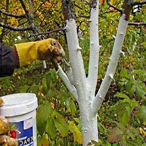Защищаем плодовые деревья побелкой весной и осенью