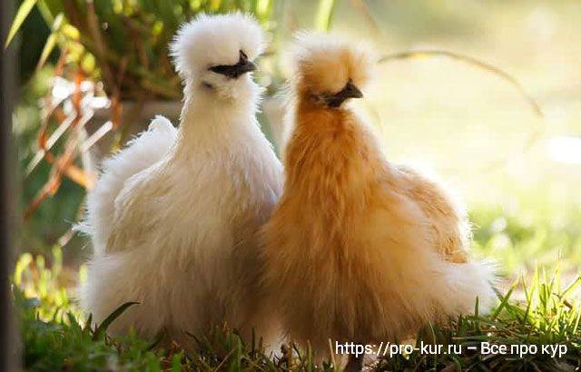 Характеристика и описание породы китайской шелковой курицы, выращивание и содержание