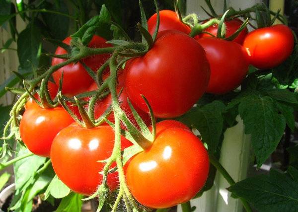 Вкусные помидоры для урала в теплице: 12 лучших сортов