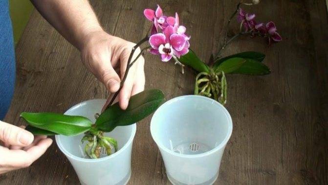 Нюансы пересадки орхидеи фаленопсис