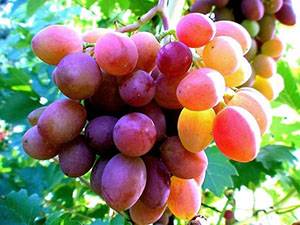 Уход за виноградом с весны до осени – полезные советы начинающим