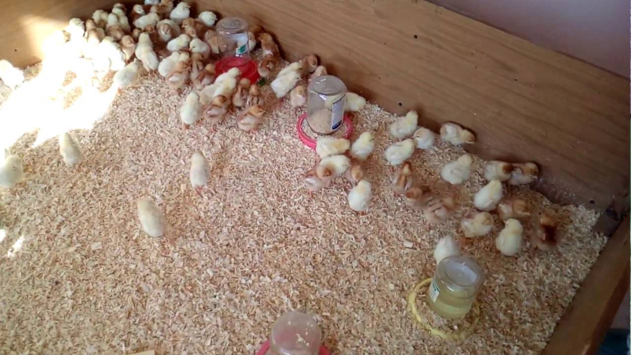 Как сделать надежный брудер для цыплят?