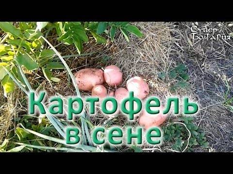 Как правильно выращивать картофель: инструкции, варианты посадки и их результативность