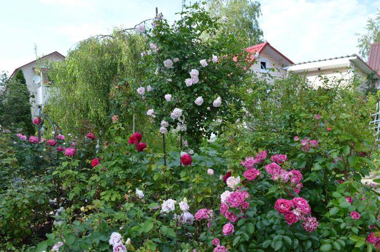 Как правильно посадить розы в открытый грунт весной