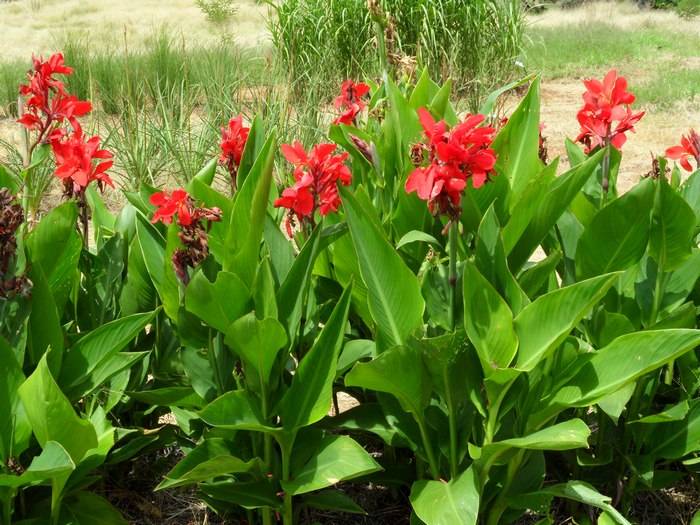 Цветок канна: посадка в открытый грунт и уход за растением