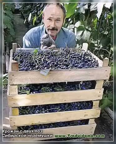 Посадка и выращивание винограда на урале