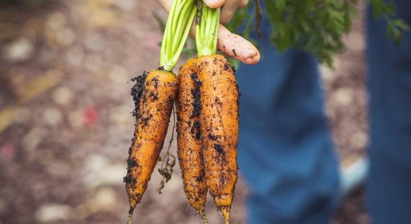 Как посадить морковь семенами в открытый грунт весной: сроки и правила посева