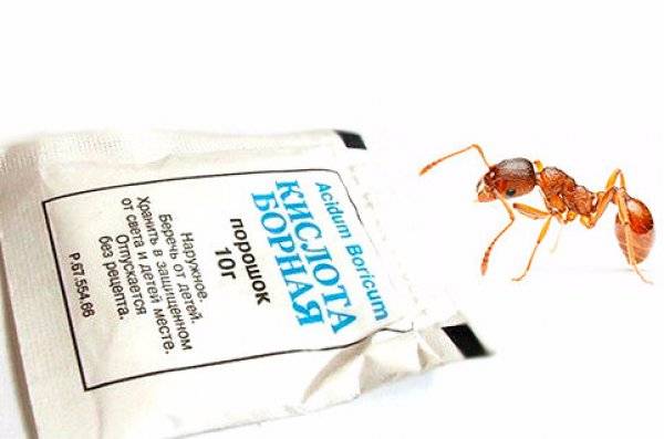 Как избавиться от садовых муравьев: не дадим им шанса уничтожить урожай