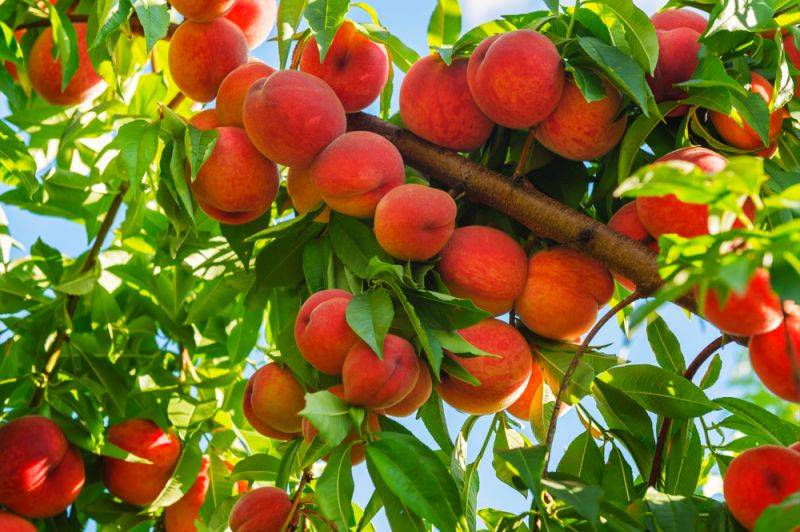 Персик – выращивание, уход и посадка персиков в саду