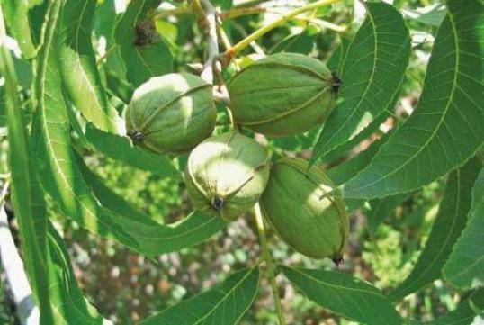 Посадка грецкого ореха осенью и весной саженцем: правила выращивания
