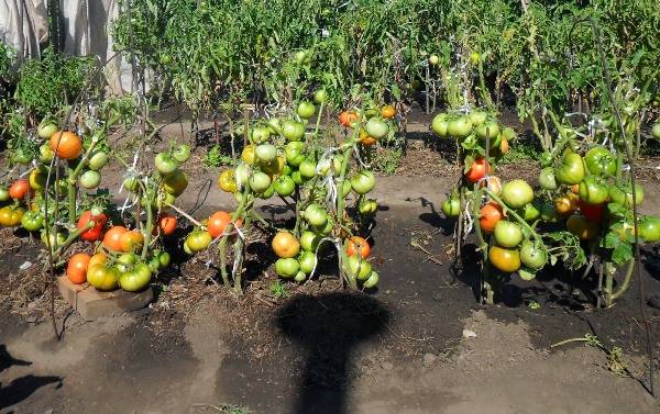 Метод и. м. маслова: особенности выращивания помидоров