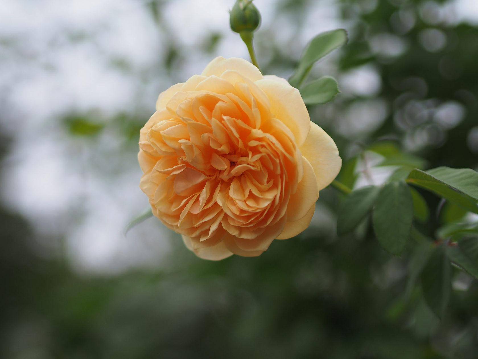Что такое и чем отличаются шрабы розы