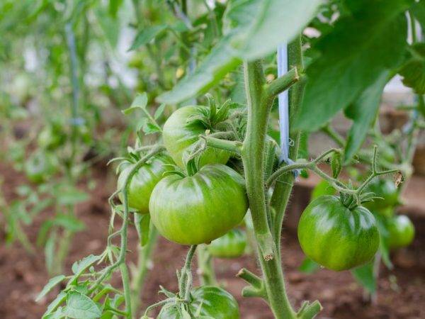 Удобряем томаты с умом: используем фосфорные подкормки