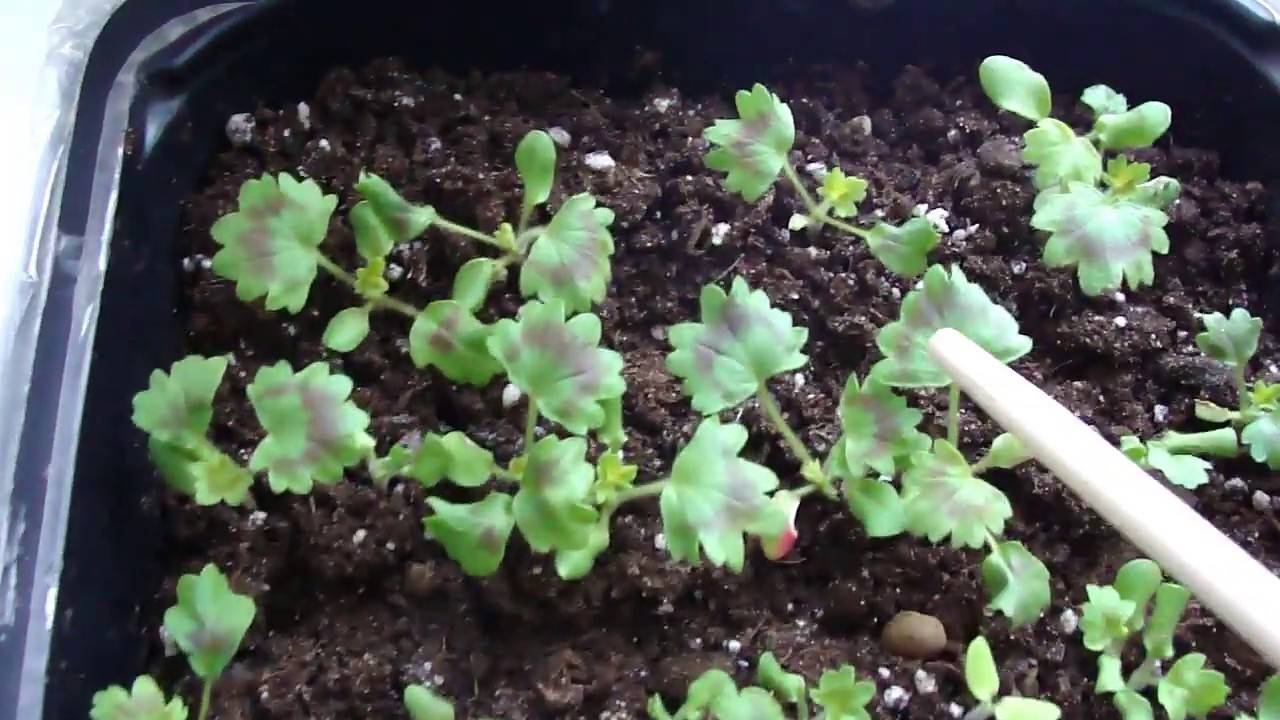 Cемена пеларгонии: когда делать посев, как пошагово посадить и вырастить в домашних условиях в торфяных таблетках, как выглядят на фото?