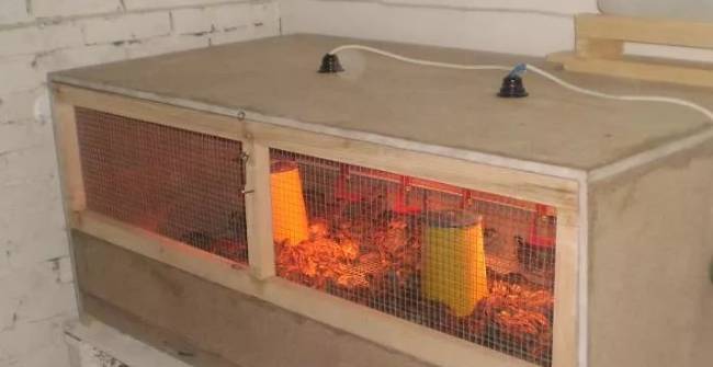 Цыплята вылупились в инкубаторе, и что делать дальше с суточными за новорожденными?