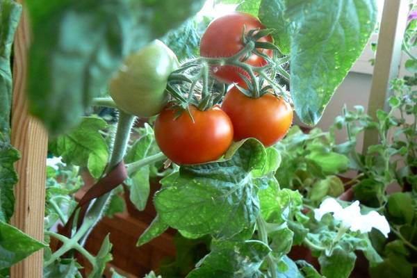Помидоры черри на подоконнике, в домашних условиях: как просто и быстро вырастить томаты? советы и рекомендации для начинающих (105 фото)