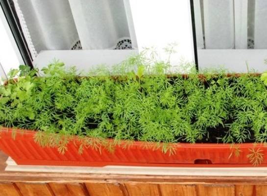 Укроп на подоконнике: как выращивать его зимой и летом