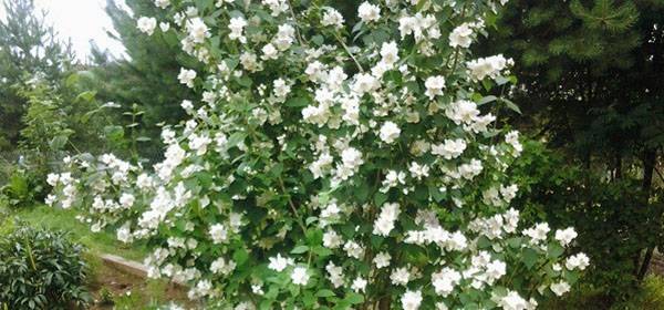 Жасмин — цветок для сада, посадка и уход за кустарником