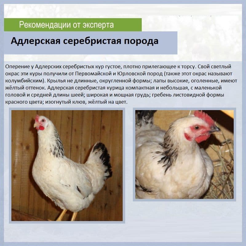 Адлерская серебристая порода кур. описание, отзывы, обзор с фото и видео
