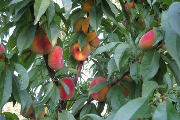 Выращивание инжирных персиков в теплице