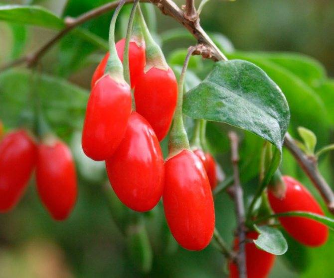 Доступная экзотика для ваших садов — ягода годжи