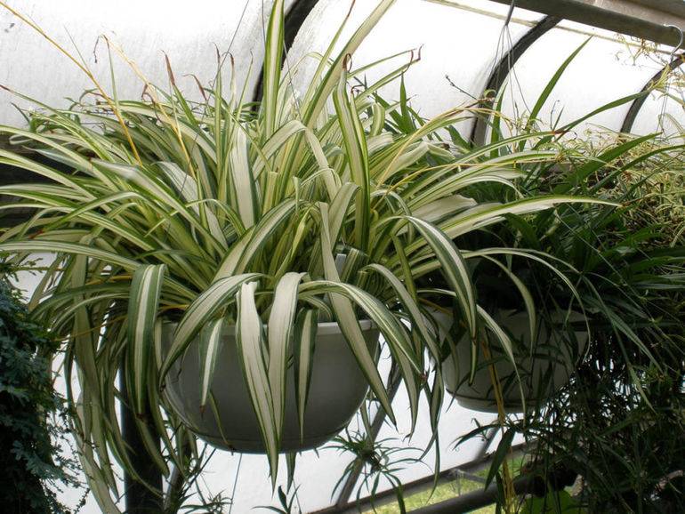 Быстрорастущие комнатные растения не заставят себя ждать