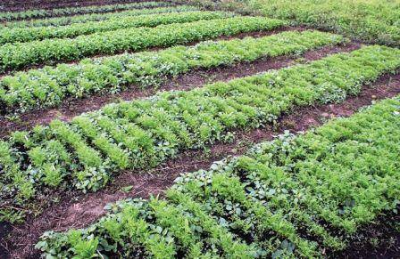 Сидераты: какие лучше сеять в огороде и как воздействуют на почву, что содержат