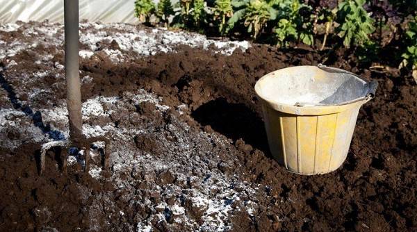 Как проверить кислотность почвы в домашних условиях?