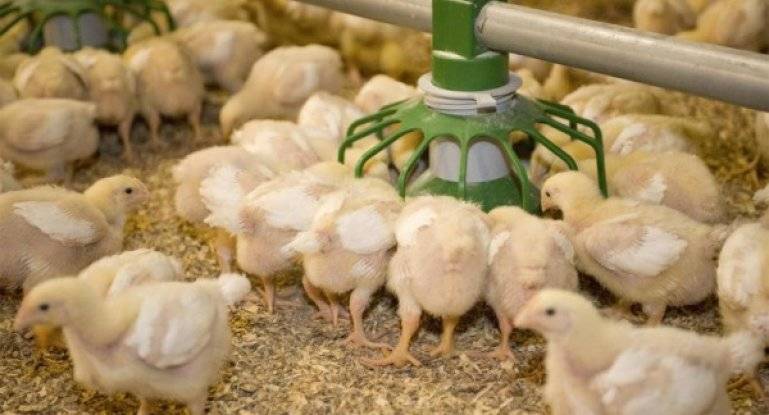 Чем кормить цыплят бройлеров для быстрого роста