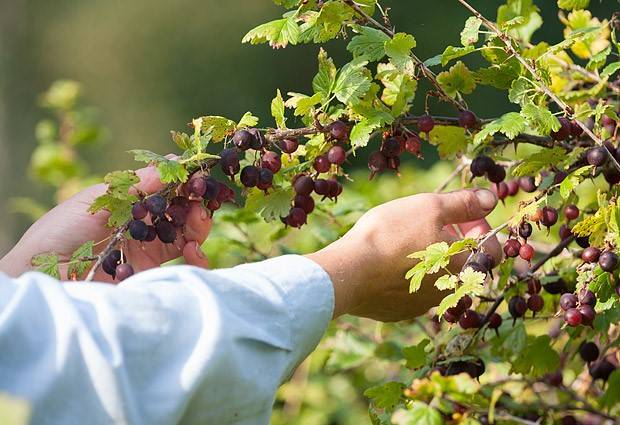 Подкормка растений в августе, обрезка деревьев и винограда, сбор урожая, борьба с вредителями