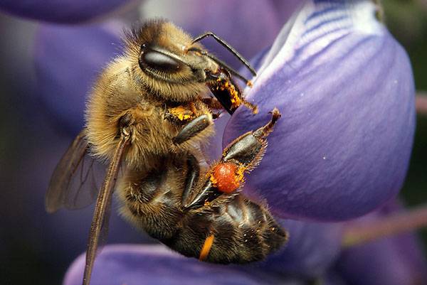 Виды пчел: обзор популярных пород