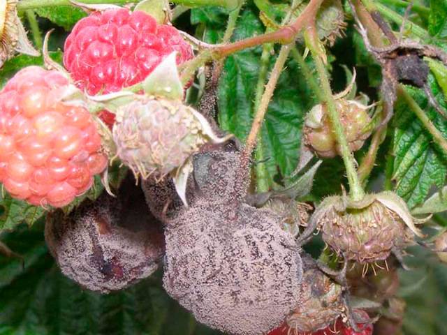 Эффективные способы борьбы с болезнями садовой малины