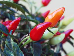 Выращивание жгучего перца круглый год: как вырастить огонек и иные сорта на подоконнике? посадка и уход