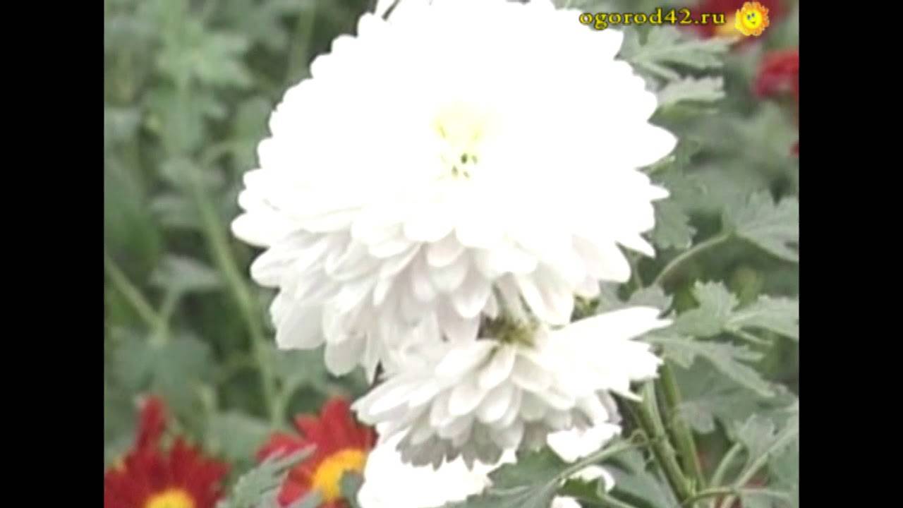 Правила посадки и выращивания крупноцветковых хризантем